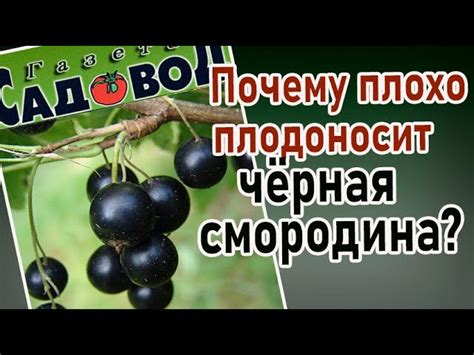 клюква слабит или крепит|клюква.